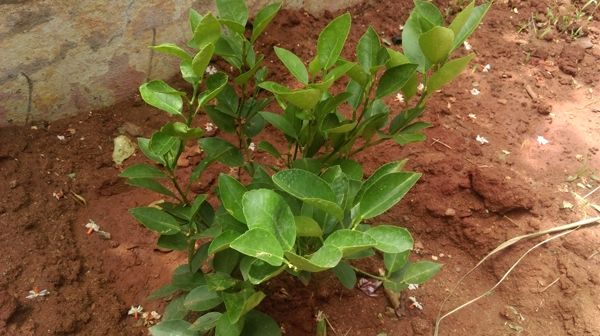 Landscape Mode landscape-mode